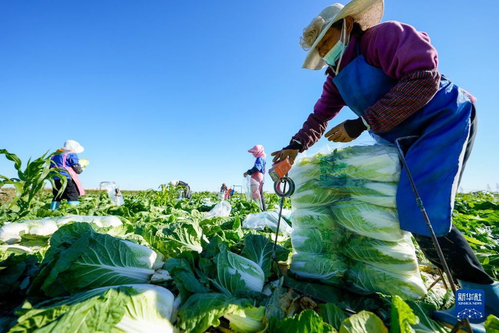 青海乐都大白菜首次出口越南